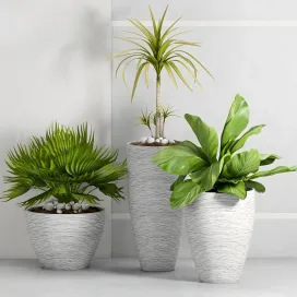 Plant by shamsudheen